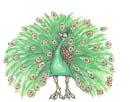 CG Peacock